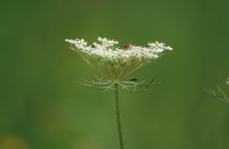 Wilde-Möhre (Daucus carota) - © Emanuel Trummer
